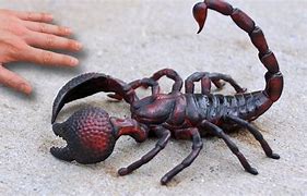 Image result for What Is the Biggest Scorpion