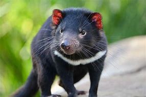 Image result for Tasmanian Devil Born