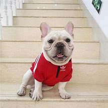 Image result for Adidas Dog Sweater