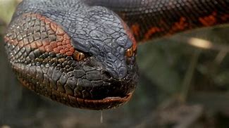 Image result for Anaconda Movie