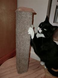 Image result for Homemade Cat Scratching Post