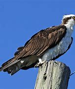Image result for Rogers Island Wildlife Management Area