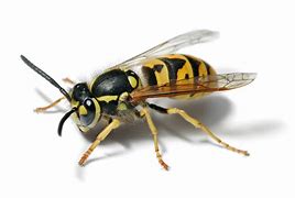 Image result for Yellow Jacket Hover Fly