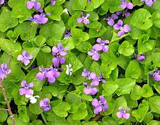 Image result for Violet Planters