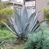 Image result for Century Plant, 5 Gal- The Nation's Most Drought Tolerant Plant