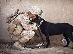 Image result for Military War Dogs