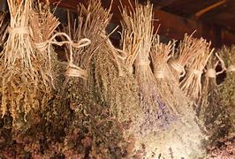 Image result for Herbs Good for Asthma