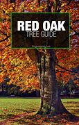 Image result for Red Oak Tree Growth Rate