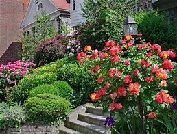 Image result for Modern Rose Garden