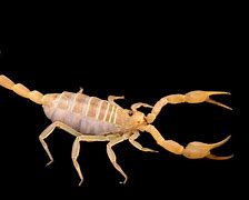 Image result for Dune Scorpion