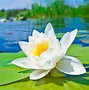 Image result for Water Lily Bangladesh