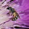 Image result for Wild Bees