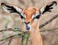 Image result for Crazy Looking Animals