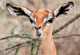 Image result for What Is the Weirdest Animal