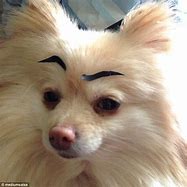 Image result for Dogs with Eyebrows