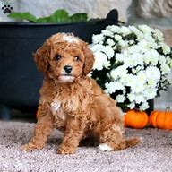 Image result for Puppy Spot Maltipoo