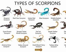 Image result for Types of Black Scorpion in Guatemala
