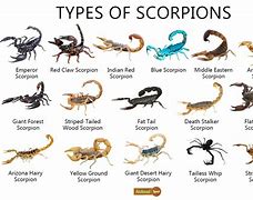 Image result for Black Scorpion Insect