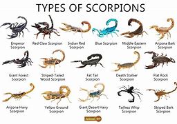 Image result for Facts About Scorpions