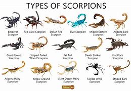Image result for Scorpion Colored