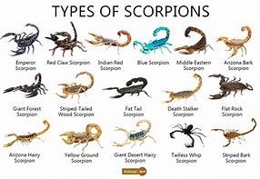 Image result for Longest Scorpion