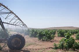 Image result for Saudi Arabia Agriculture