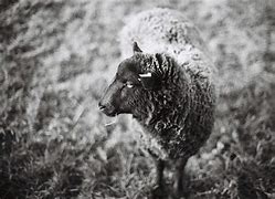 Image result for Black Sheep Cast
