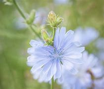 Image result for Blue Summer Flowers