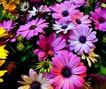 Image result for Desktop Flowers