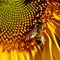 Image result for Honey Bee Black Background