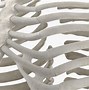 Image result for Rib Cage Anatomy