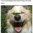 Image result for Smiling Dog Meme