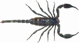 Image result for Arthropods Scorpion