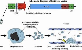 Image result for Hemophilia Gene Therapy