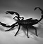 Image result for Pretty Scorpion
