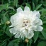 Image result for Peony Roses