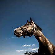 Image result for Horse Looking Up