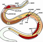 Image result for What's Inside a Rattlesnake Tail