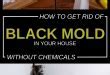 Image result for Get Rid of Black Mold in Homes