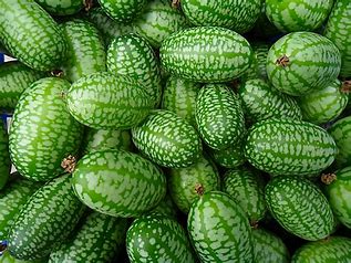 Image result for Mouse Melon