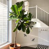 Image result for Low-Maintenance Plants