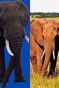 Image result for Elephant vs Bear