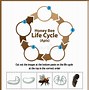 Image result for Killer Bee Life Cycle