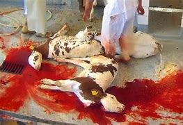 Résultat d’images pour images abattoirs industriels tuer les animaux
