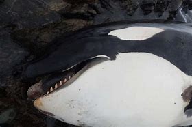 Image result for Killer Whale Dead On Beach