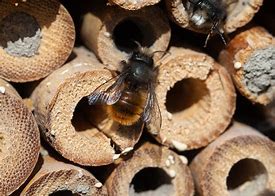Image result for Insect Habitat
