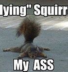 Image result for Flying Squirrel Meme