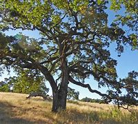 Image result for valley oaks
