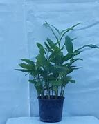 Image result for Philodendron Xanadu