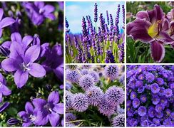 Image result for Purple Flower Perennial Plants